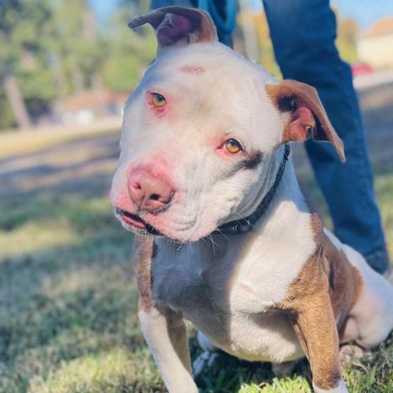 BIG MAC, an adopted American Staffordshire Terrier in Tappahannock, VA image 1/3