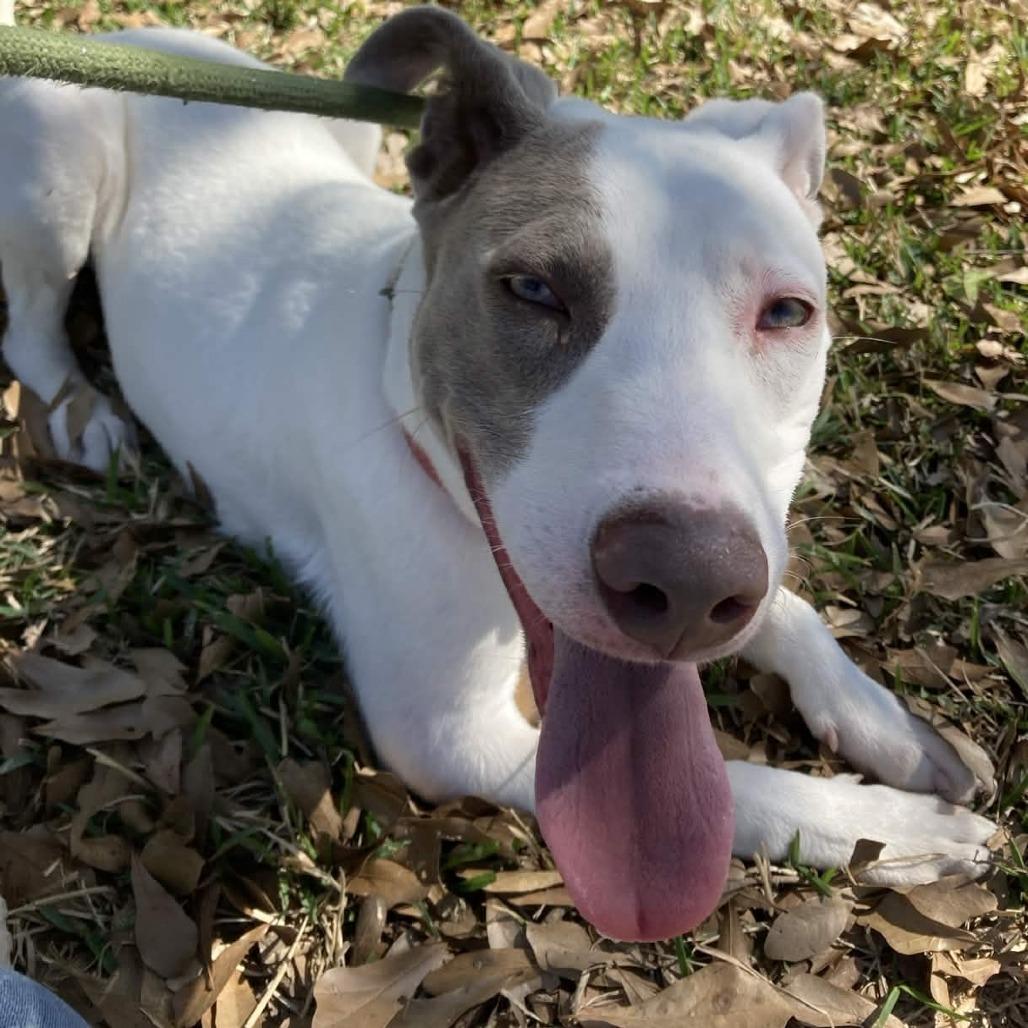 Finn, Adoptable, Young Male Pit Bull Terrier.