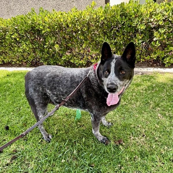 Enlarge Mick, a Adoptable mixed breed in Oceanside, CA image 1/1