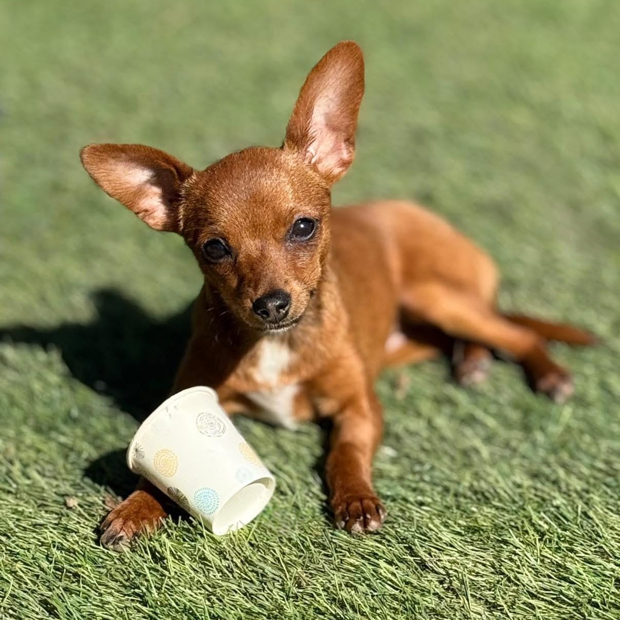 Dixie - XXS, adopted, Puppy Female Chihuahua & Dachshund.