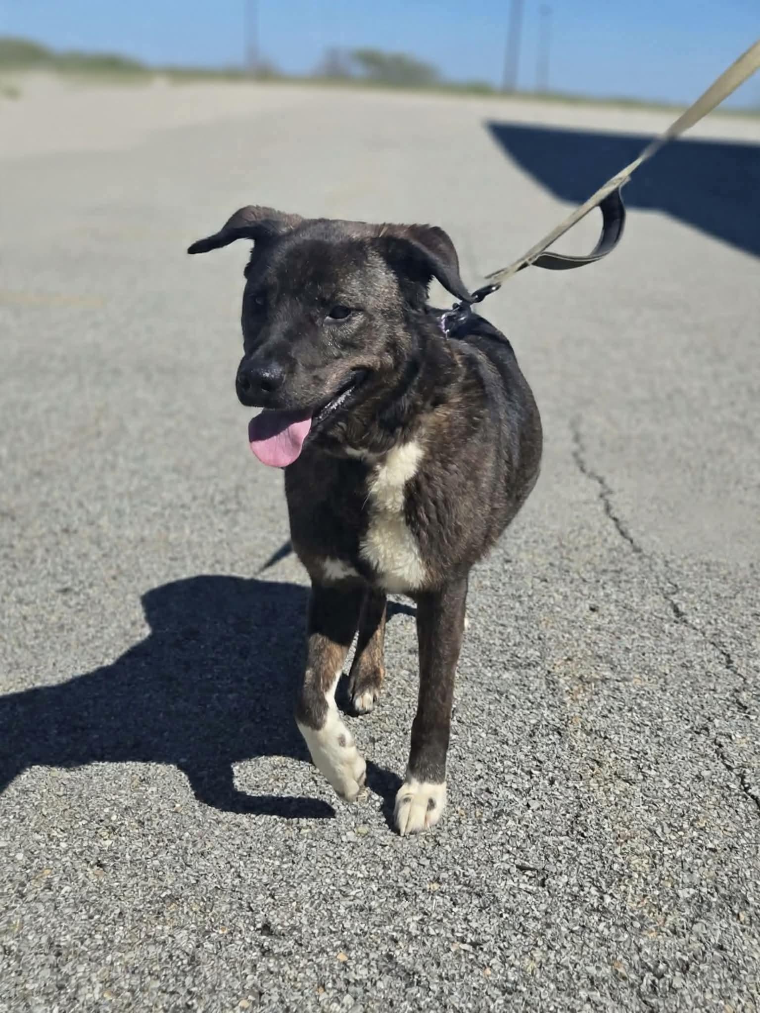 Enlarge Lenox, an adopted mixed breed in Greensburg, PA image 3/6