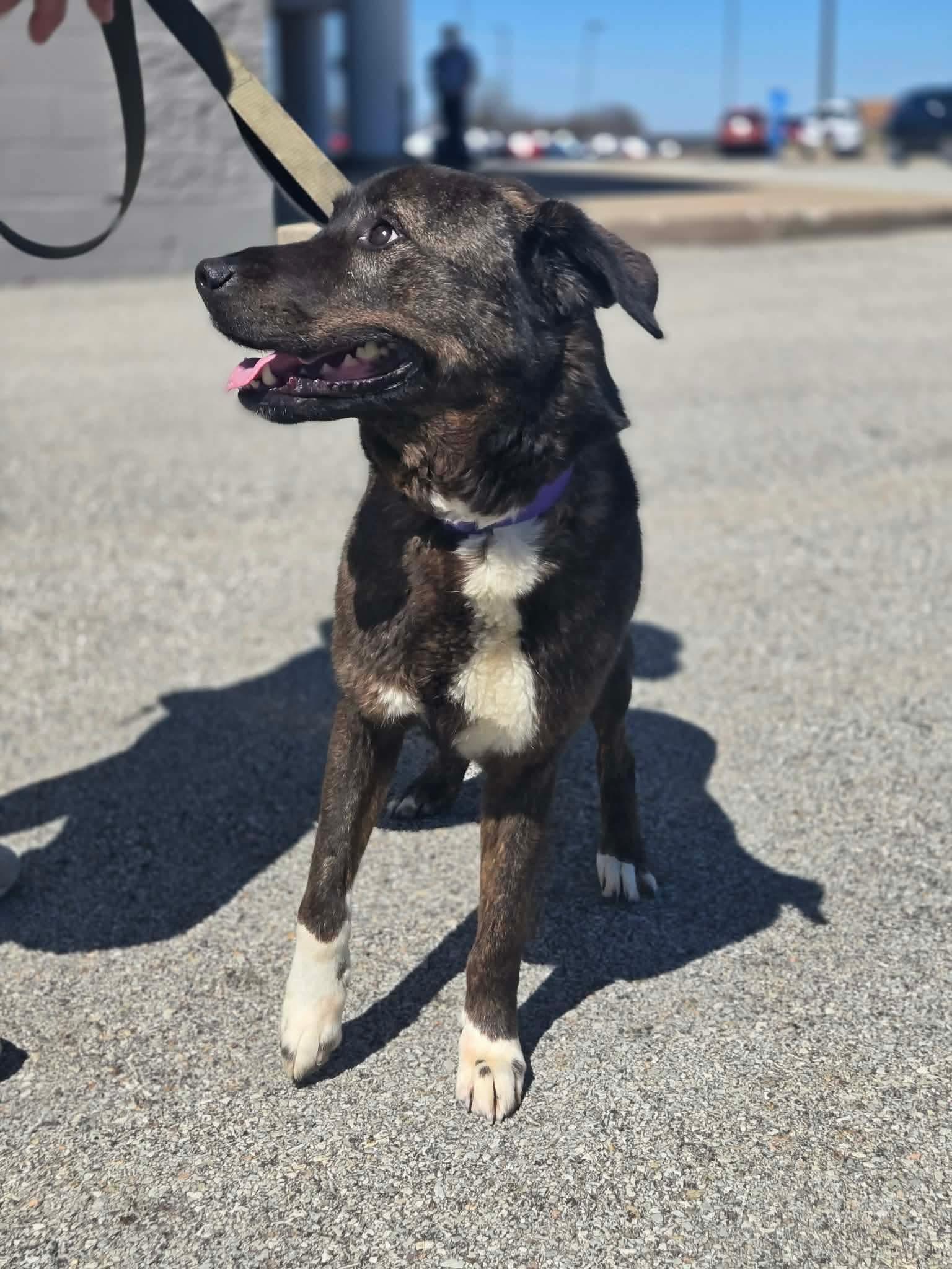 Enlarge Lenox, an adopted mixed breed in Greensburg, PA image 5/6