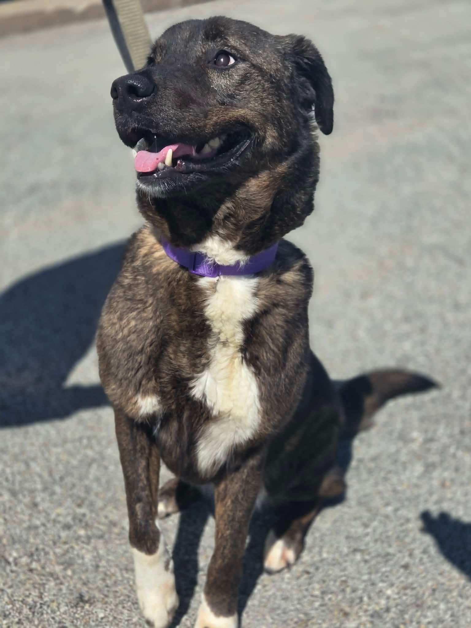 Enlarge Lenox, an adopted mixed breed in Greensburg, PA image 2/6