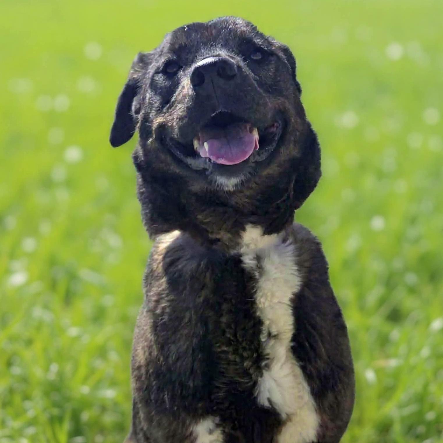 Enlarge Lenox, an adopted mixed breed in Greensburg, PA image 1/6