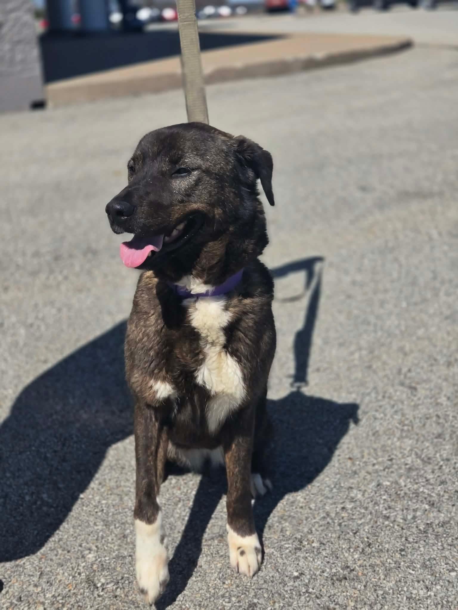 Enlarge Lenox, an adopted mixed breed in Greensburg, PA image 4/6