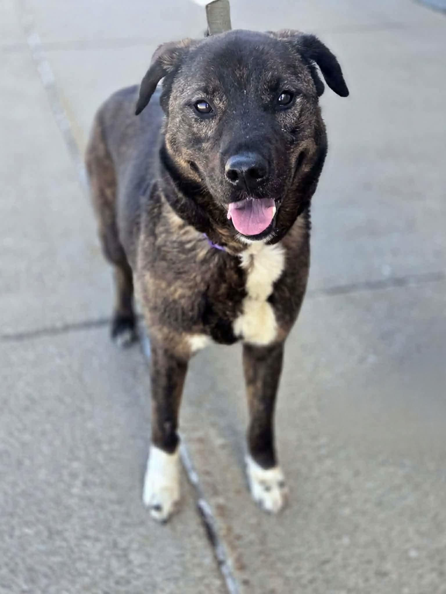 Enlarge Lenox, an adopted mixed breed in Greensburg, PA image 6/6