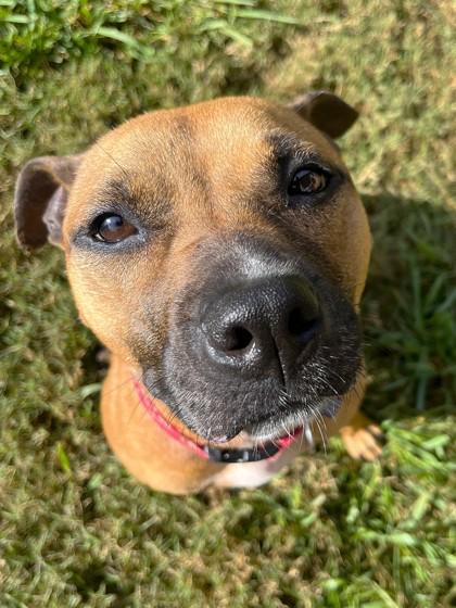 Pumpkin, Adoptable, Young Female Boxer & American Staffordshire Terrier.