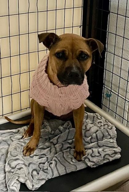 Pumpkin, a Adoptable mixed breed in Cumming, GA image 3/3