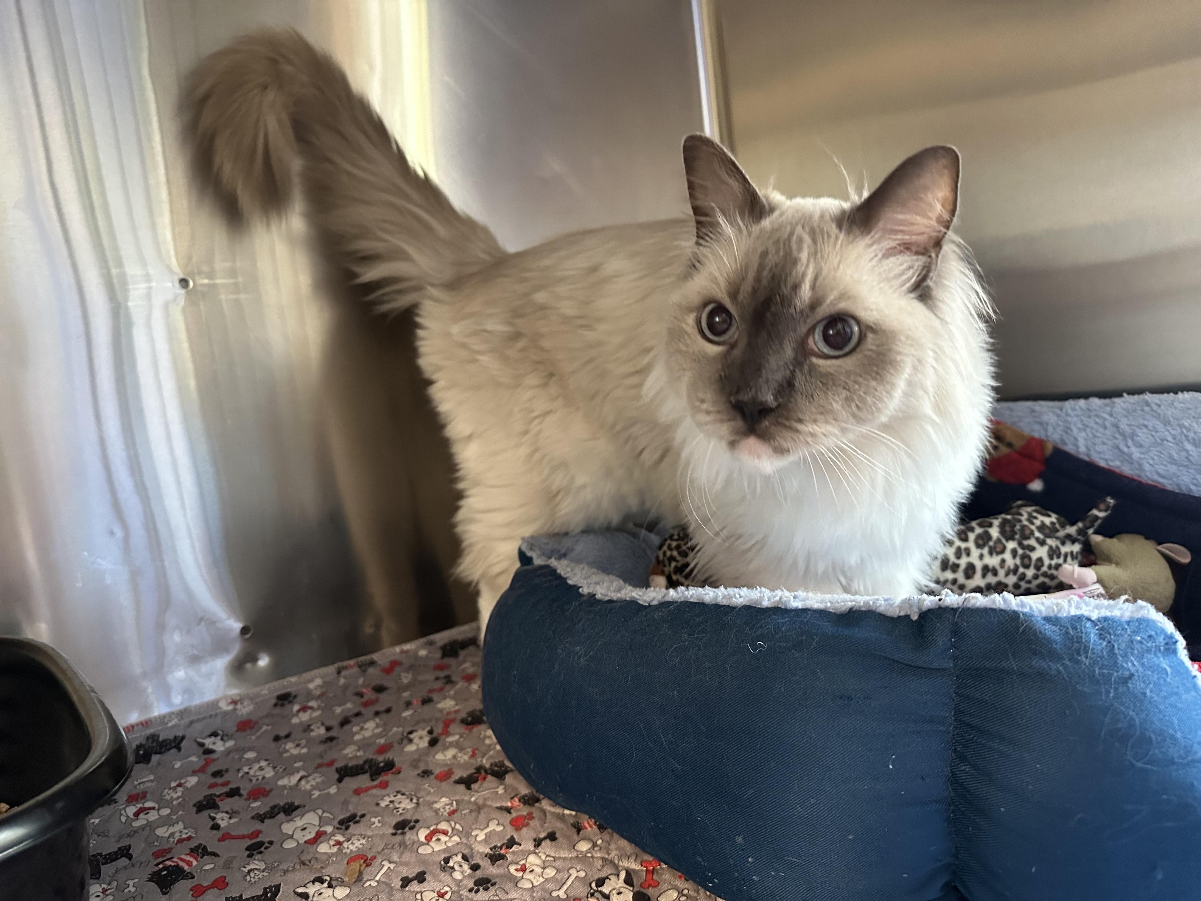 Fancy, an adoptable Ragdoll in Libby, MT, 59923 | Photo Image 4