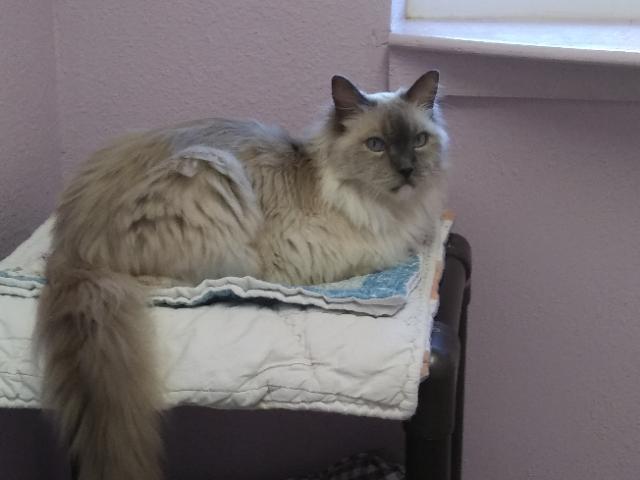 Fancy, Adoptable, Senior Female Ragdoll.