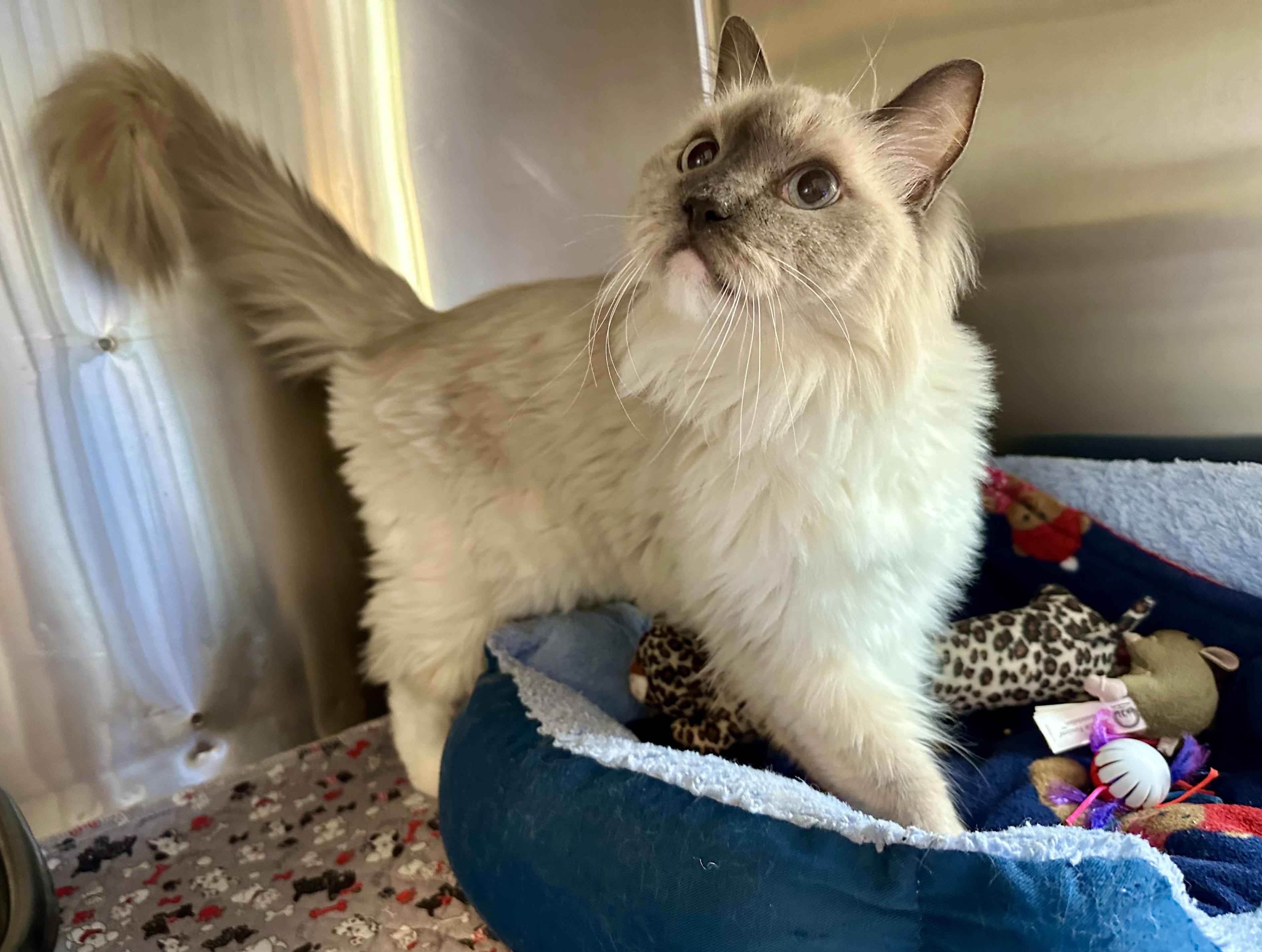 Fancy, Adoptable, Senior Female Ragdoll.
