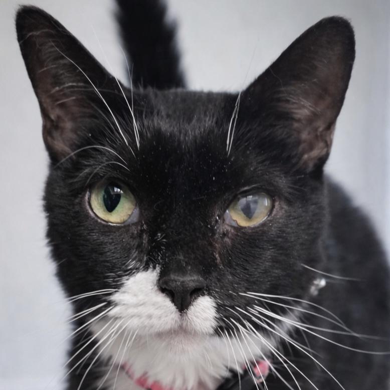 Enlarge Hailey, a Adoptable Domestic Short Hair in Layton, UT image 1/2