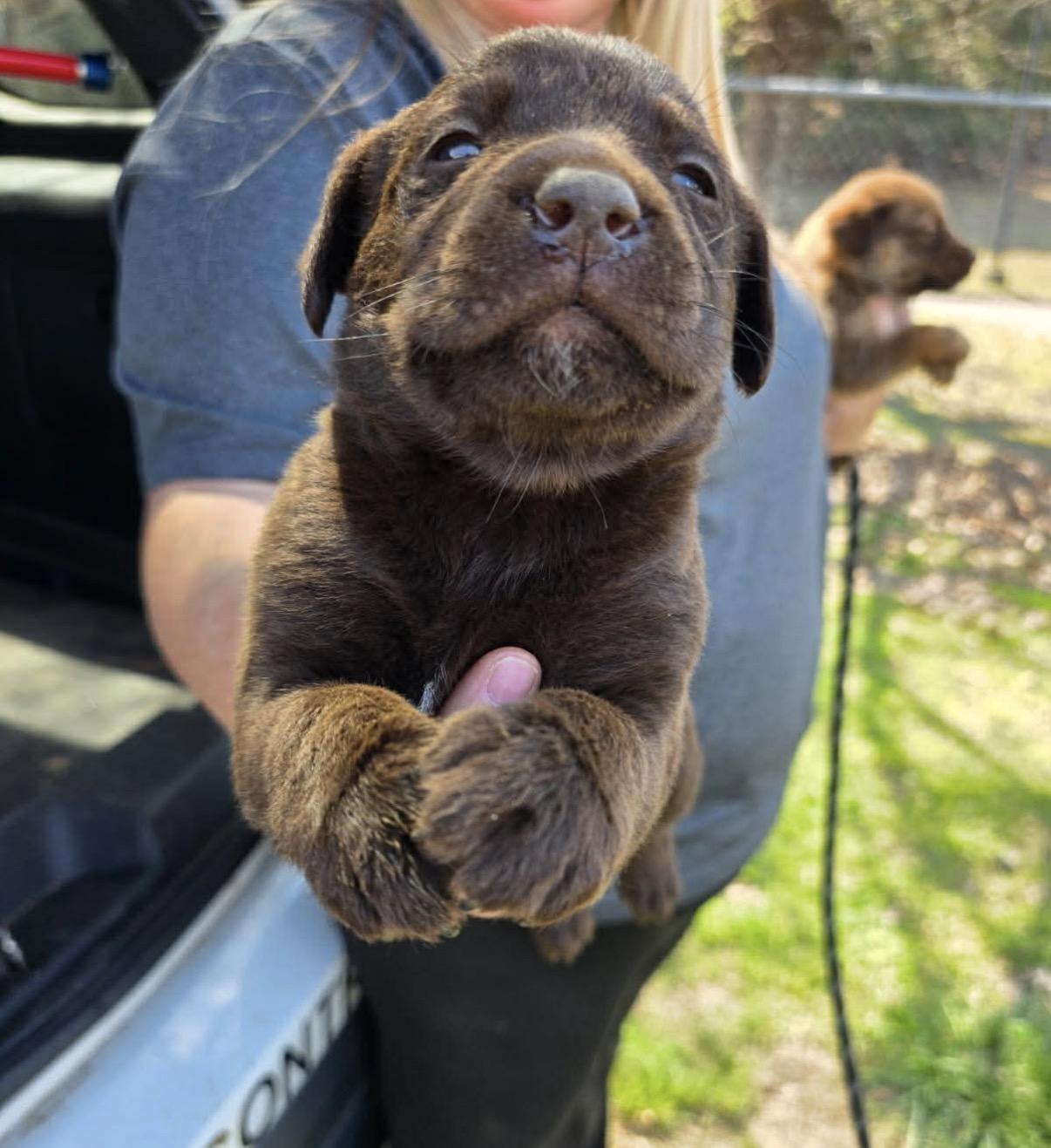 Dutch , Adoptable, Puppy Male Chocolate Labrador Retriever.