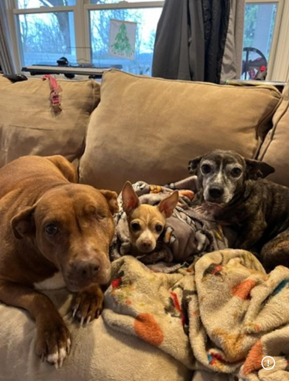 Pickles, a Adoptable American Staffordshire Terrier in Whitewater, WI image 1/6