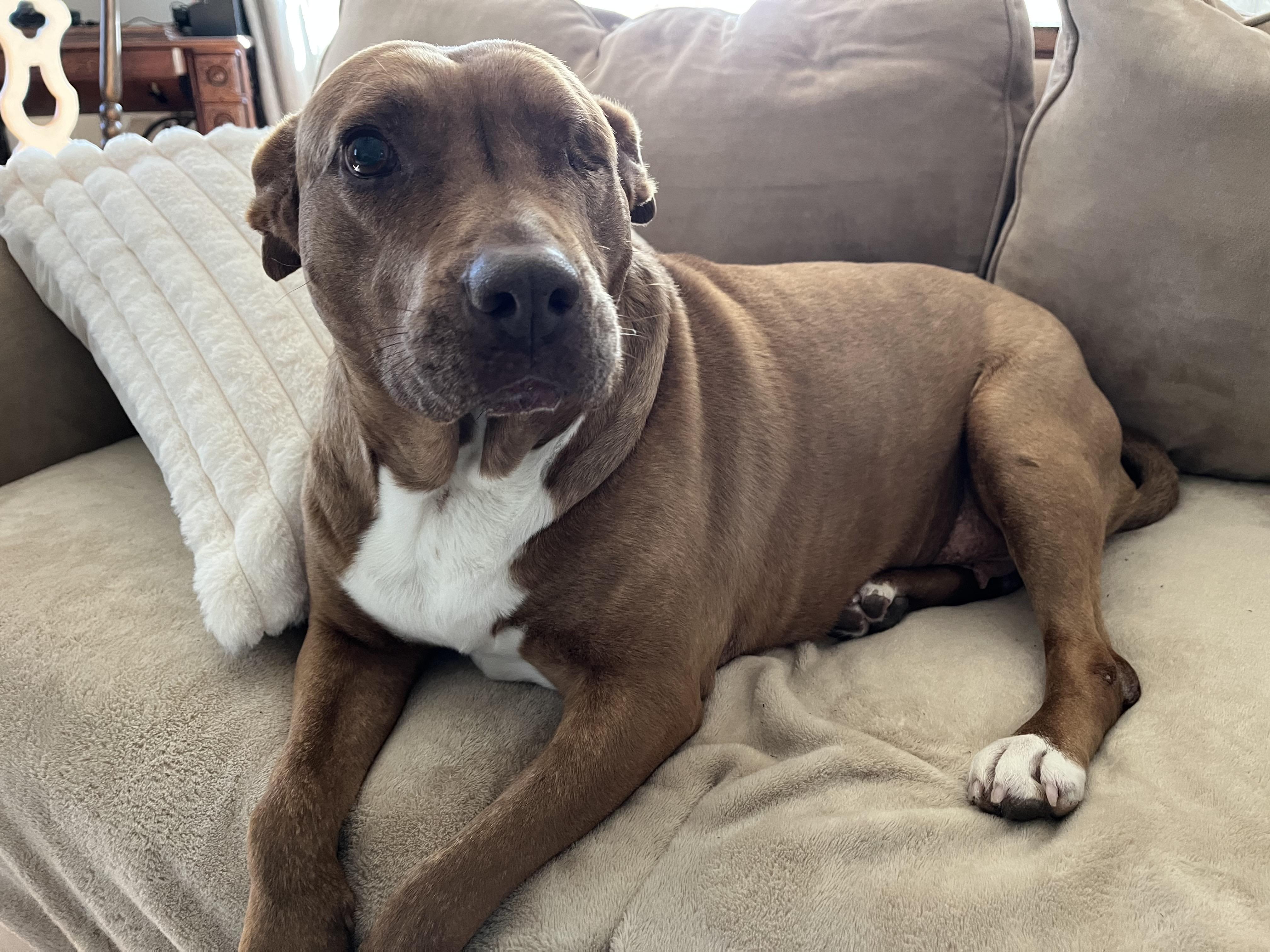 Pickles, a Adoptable American Staffordshire Terrier in Whitewater, WI image 3/6