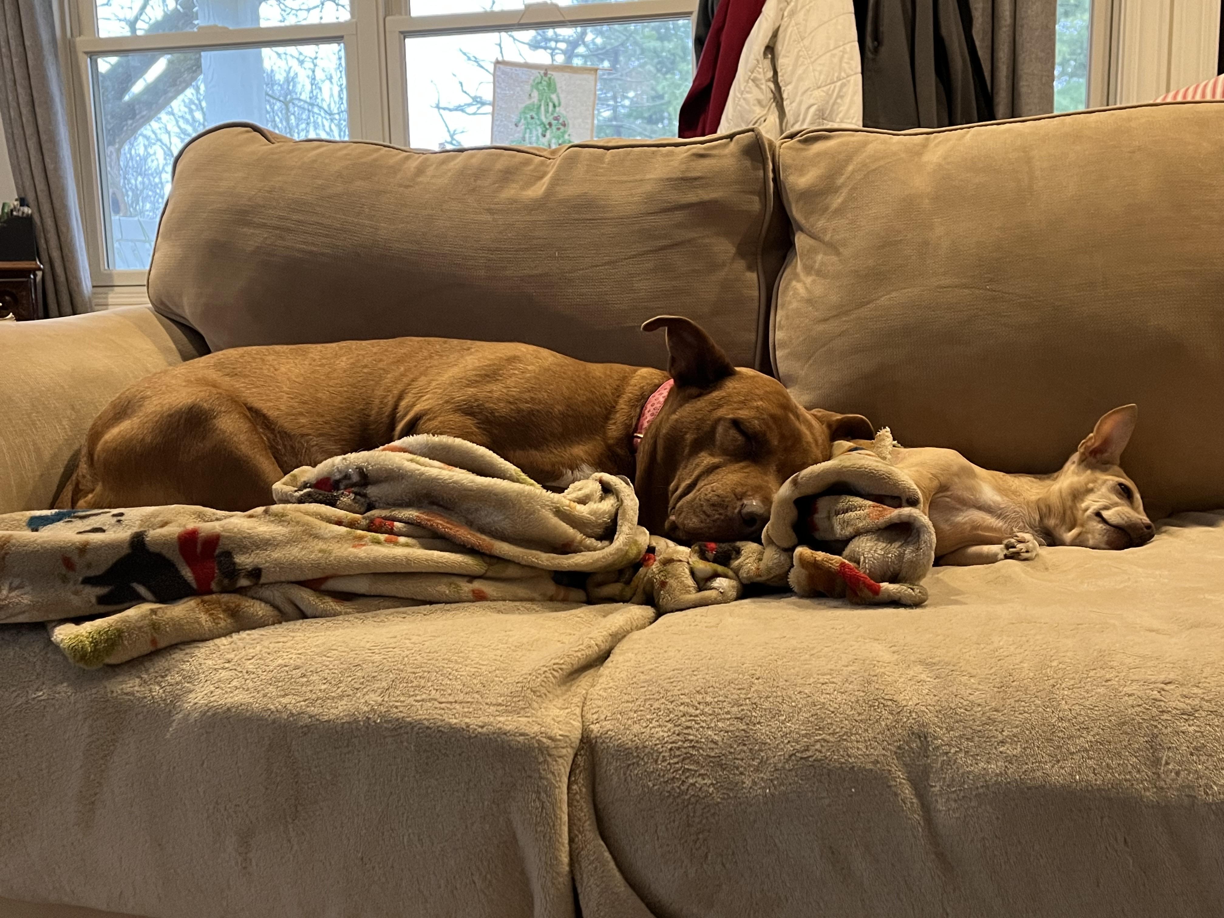 Pickles, a Adoptable American Staffordshire Terrier in Whitewater, WI image 4/6