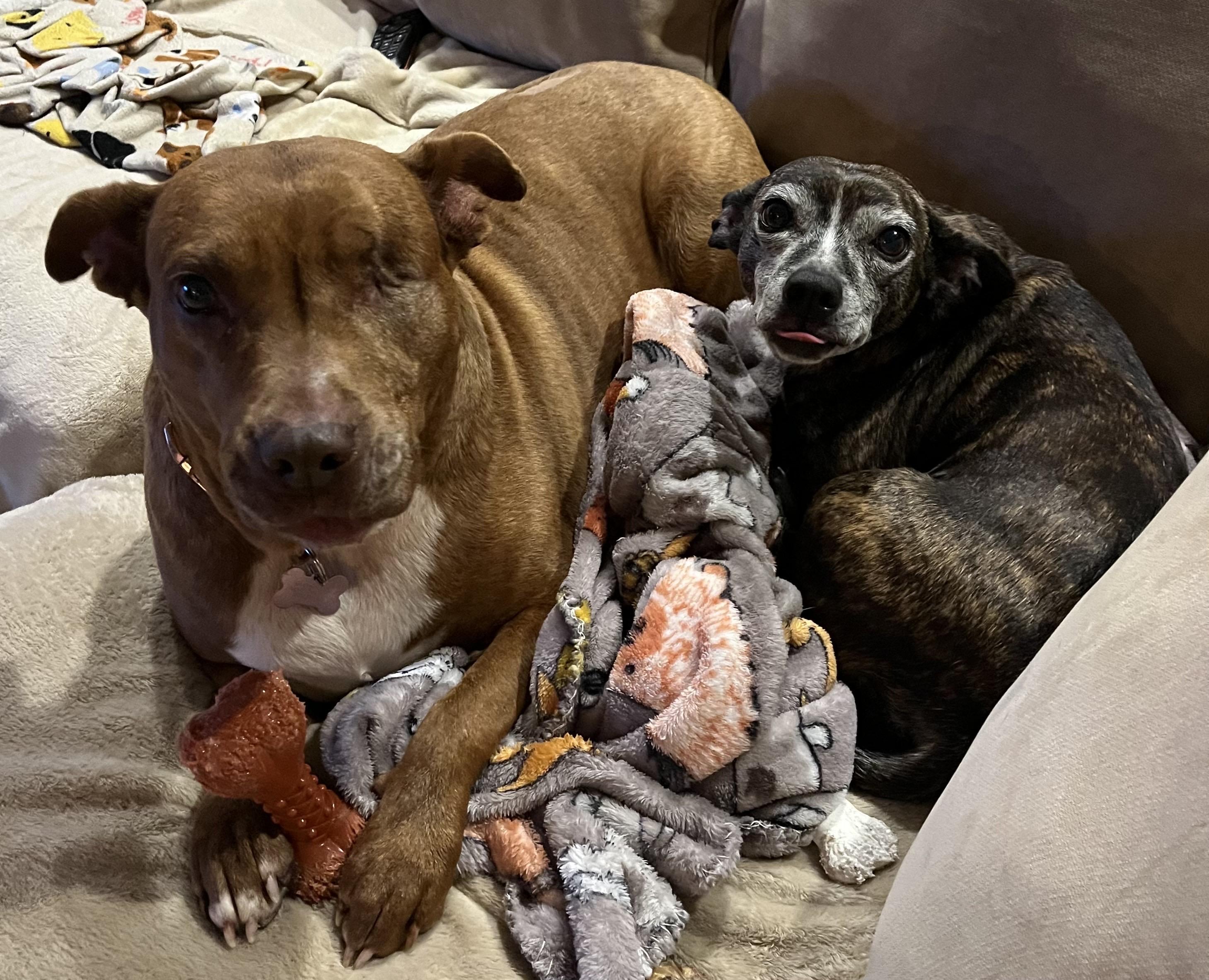 Pickles, a Adoptable American Staffordshire Terrier in Whitewater, WI image 5/6