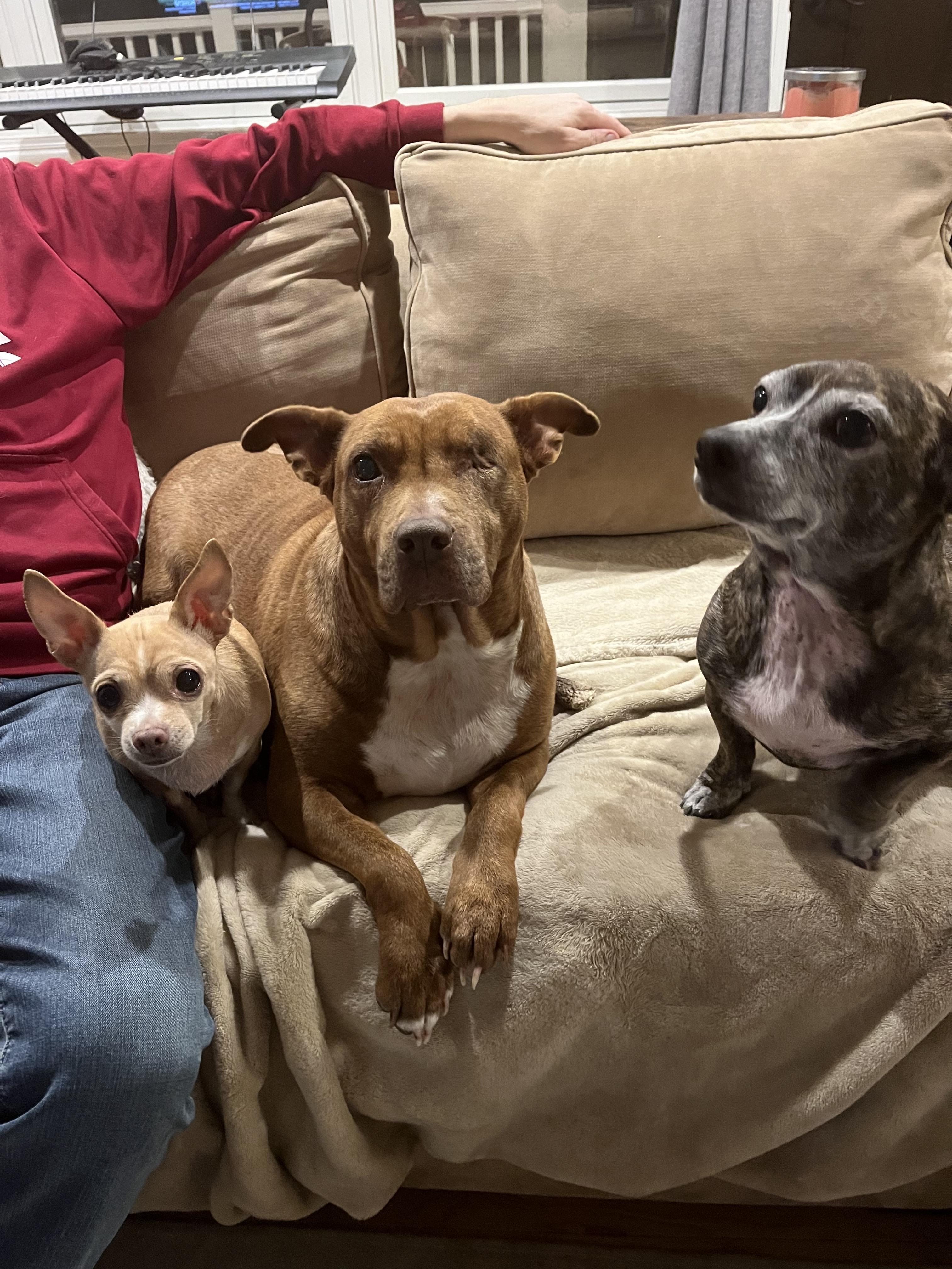 Pickles, a Adoptable American Staffordshire Terrier in Whitewater, WI image 6/6