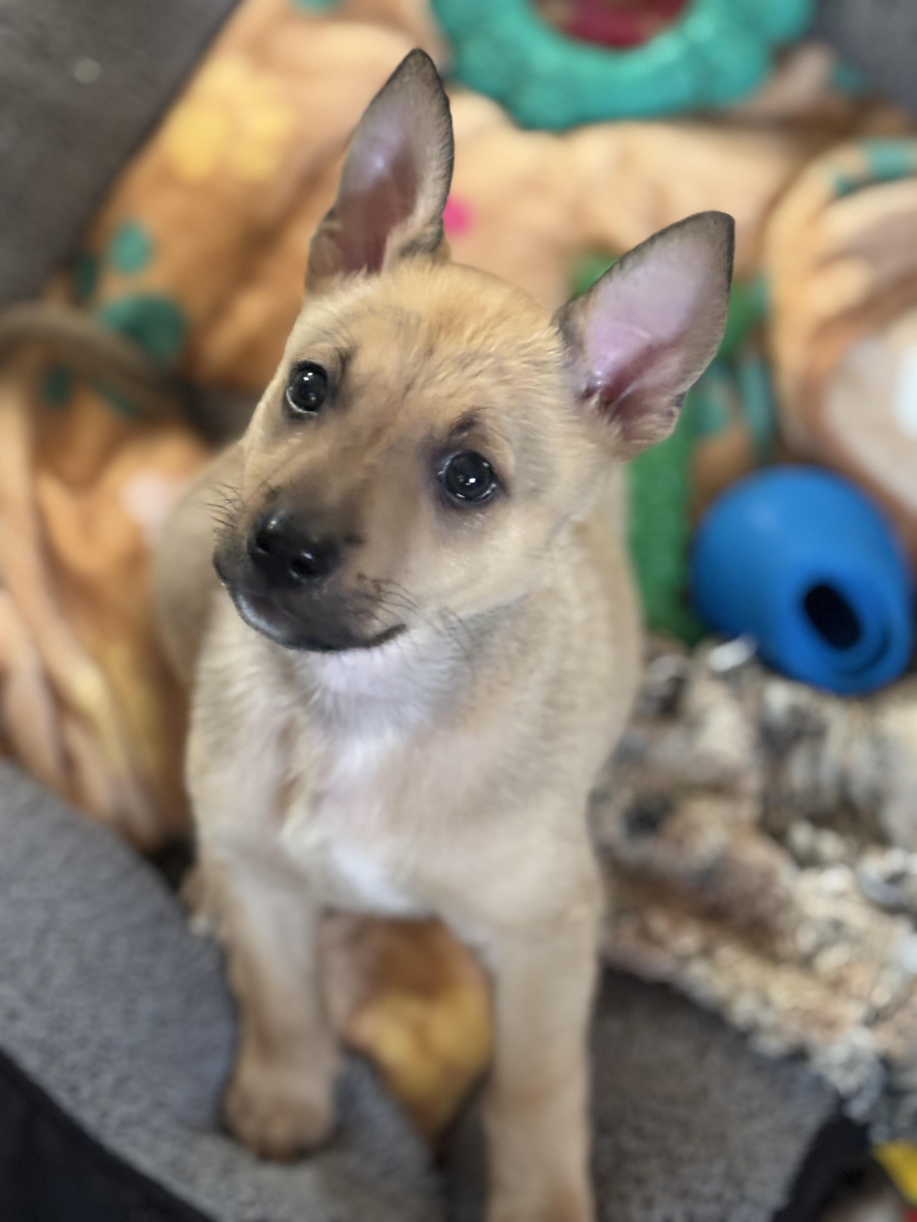 Hacky Sack , ADOPTABLE, Puppy Male Carolina Dog.