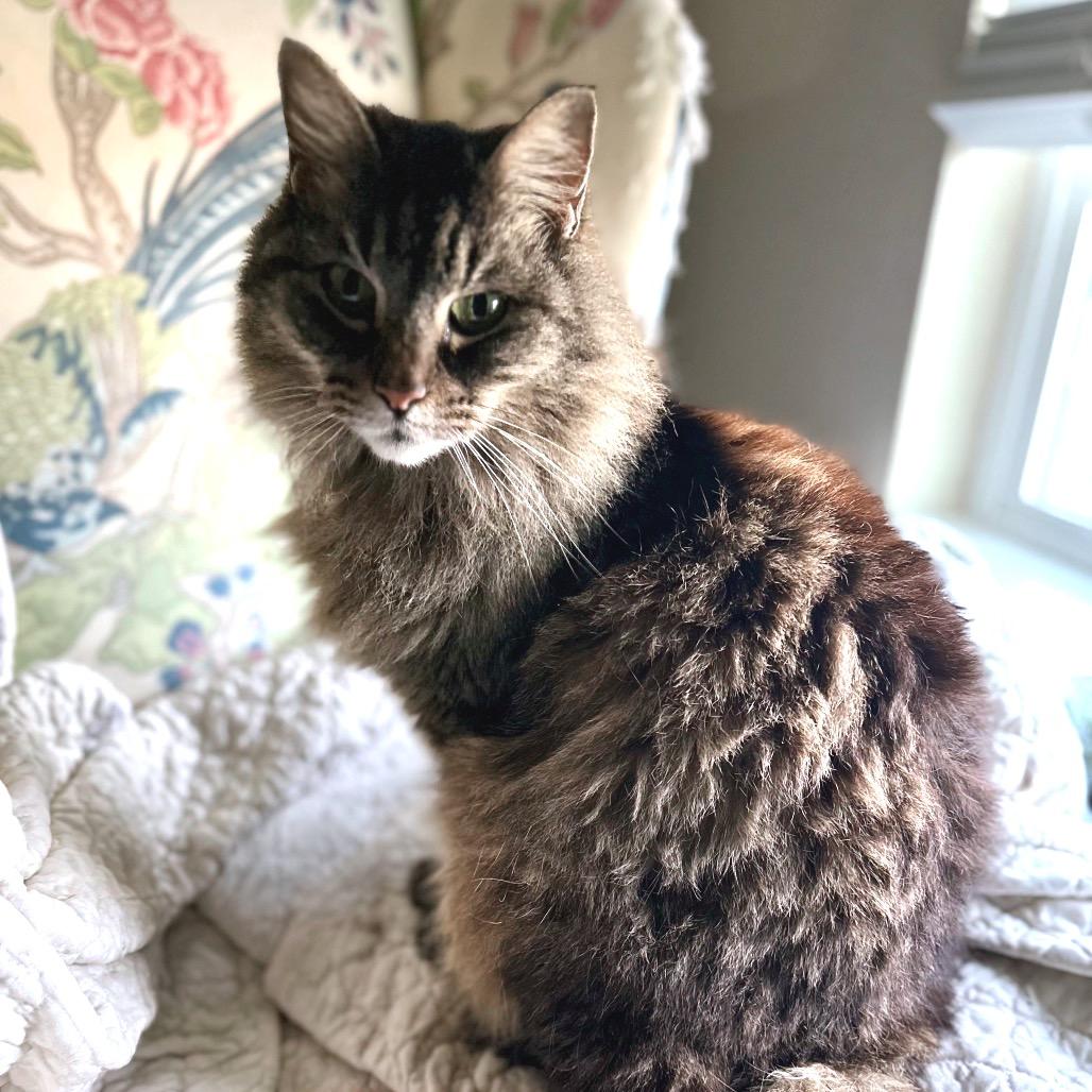 Enlarge Frannie D, a Adoptable Domestic Long Hair in Austin, TX image 1/5