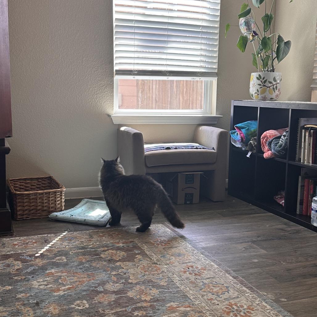 Enlarge Frannie D, a Adoptable Domestic Long Hair in Austin, TX image 2/5