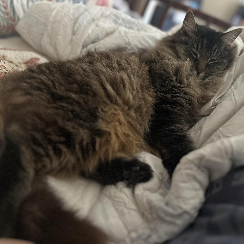 Enlarge Frannie D, a Adoptable Domestic Long Hair in Austin, TX image 3/5