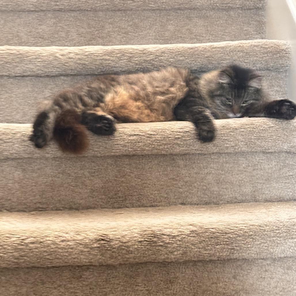 Enlarge Frannie D, a Adoptable Domestic Long Hair in Austin, TX image 4/5