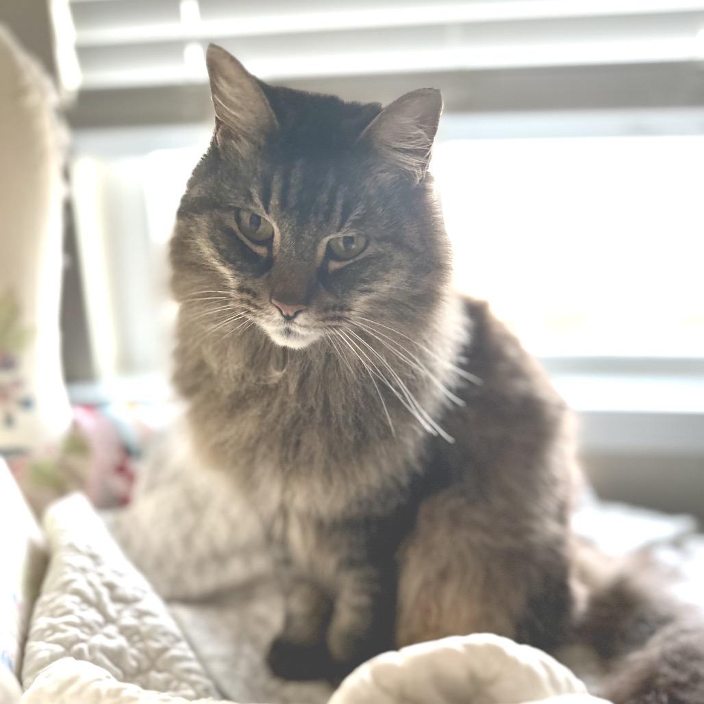 Enlarge Frannie D, a Adoptable Domestic Long Hair in Austin, TX image 5/5