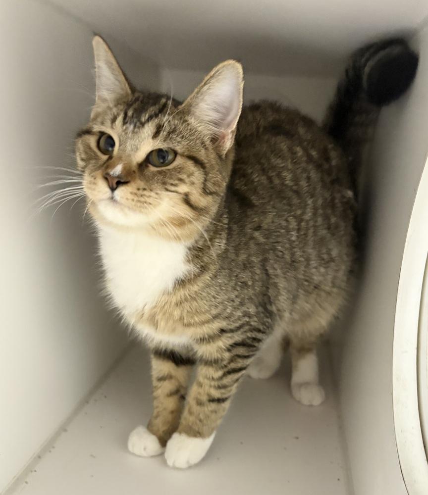 Ruby (Buttons), a Adopted Domestic Short Hair in Rochester, IN image 1/2