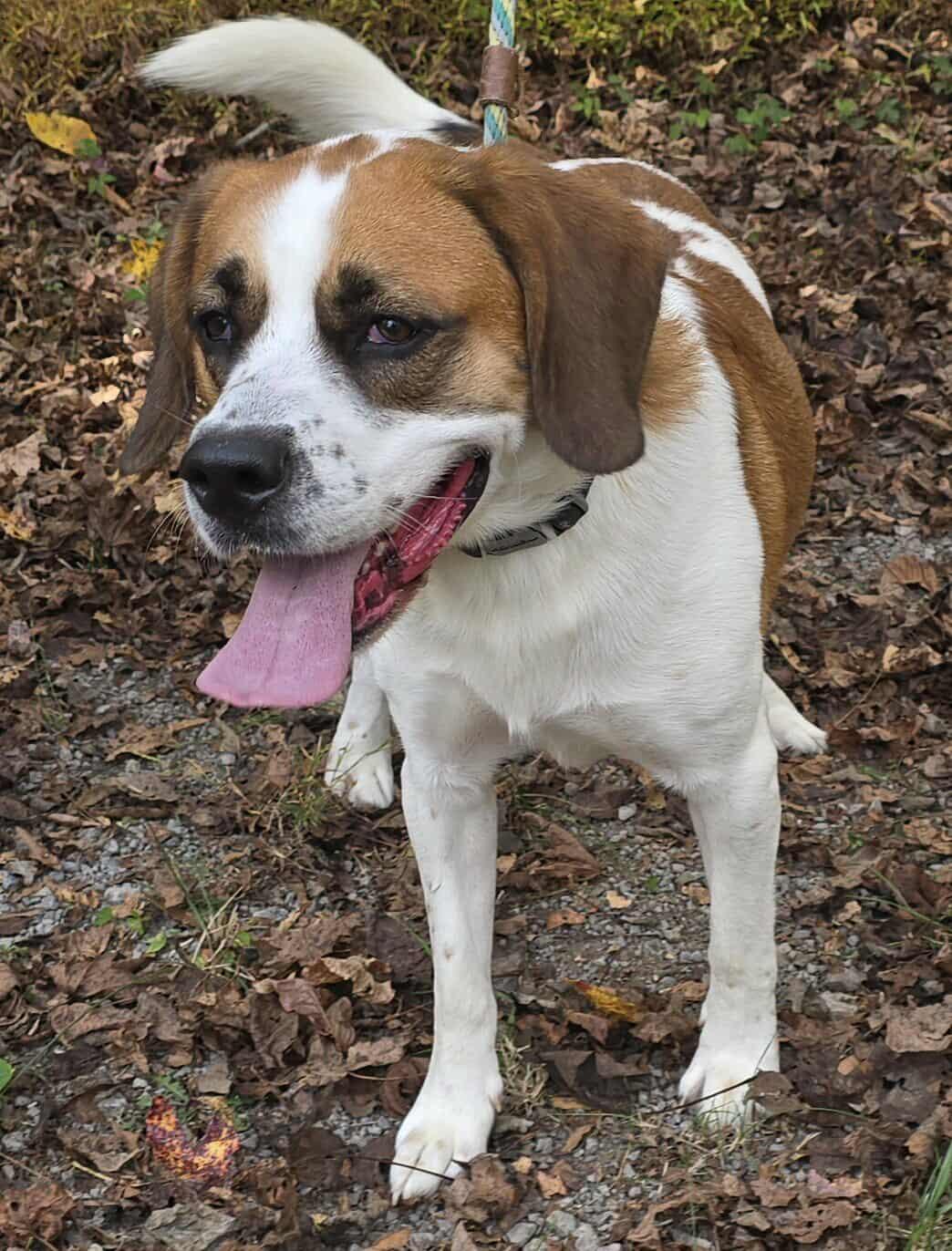 Beethoven *foster needed*