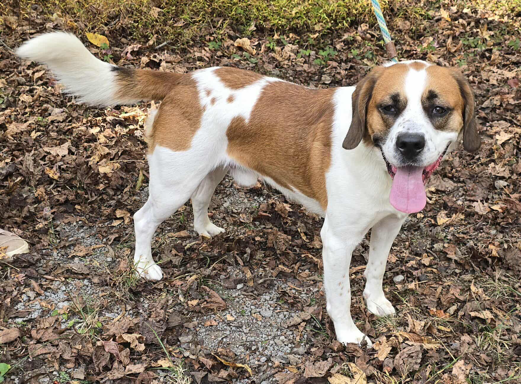 Beethoven *foster needed*