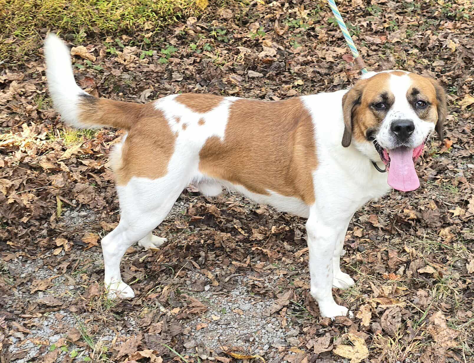 Beethoven *foster needed*