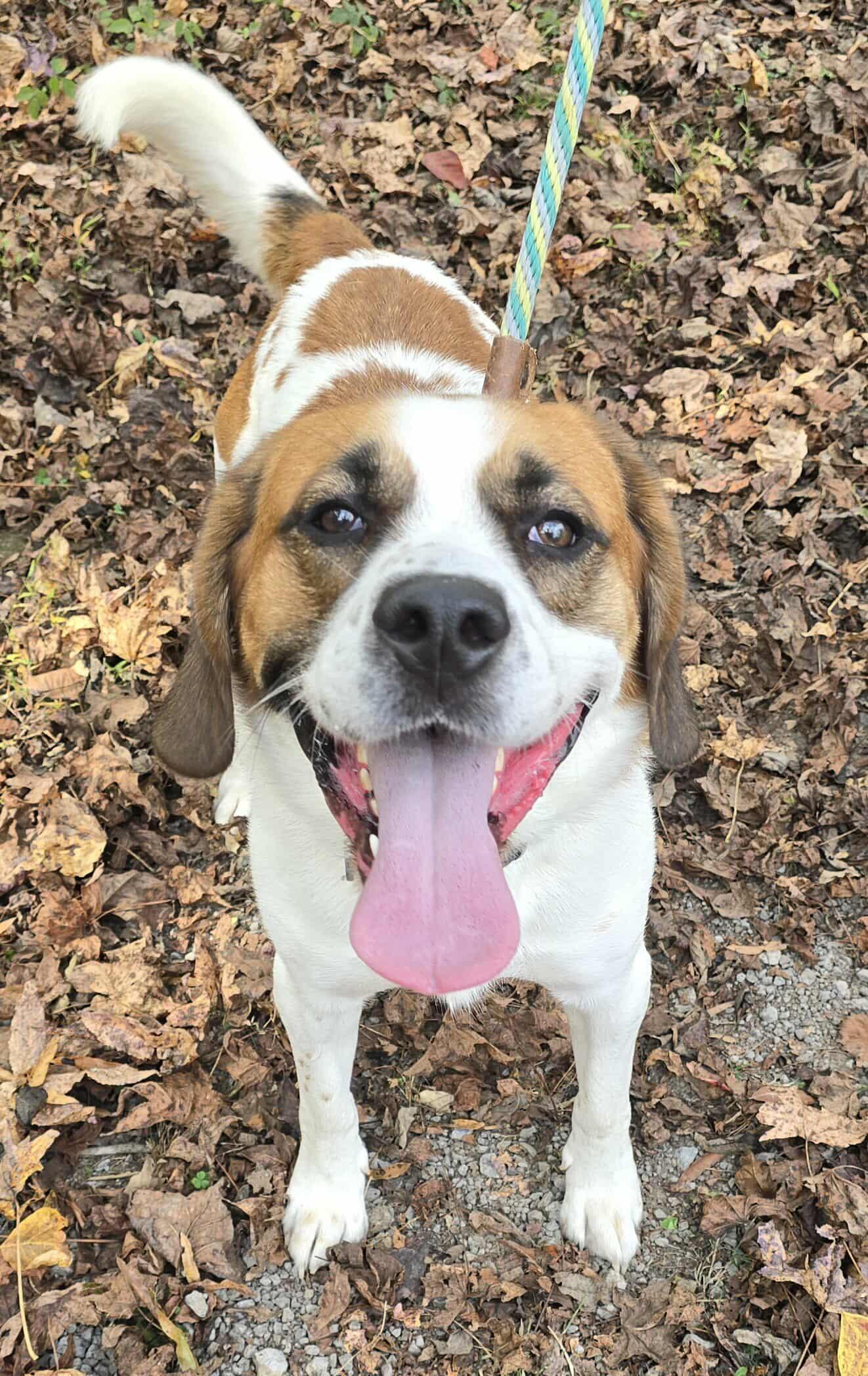 Beethoven *foster needed*