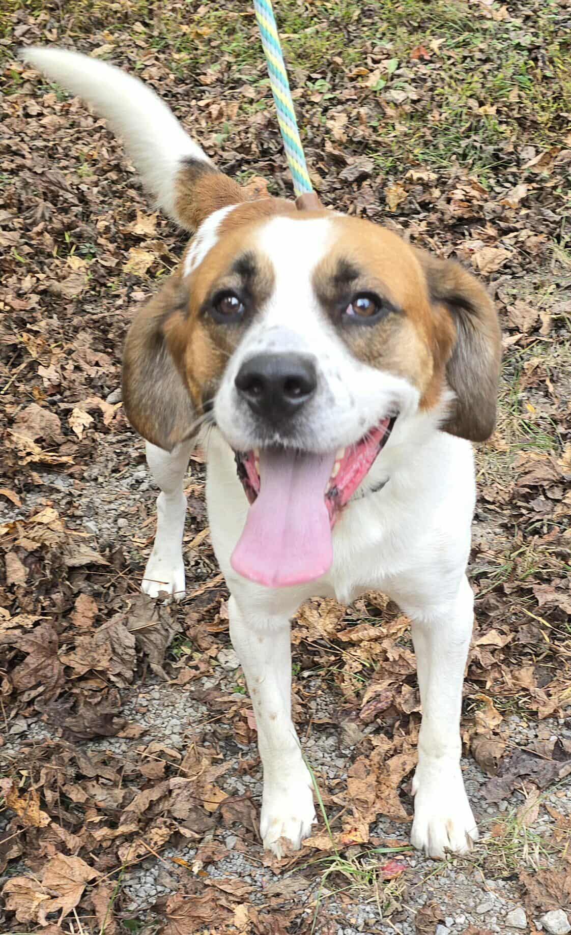 Beethoven *foster needed*