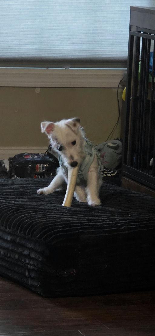 Kiki, Adopted, Young Female Jack Russell Terrier.