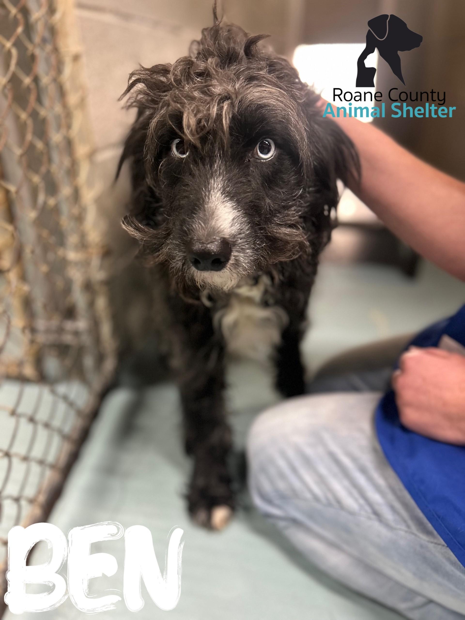 Ben, ADOPTABLE, Adult Male Aussiedoodle.