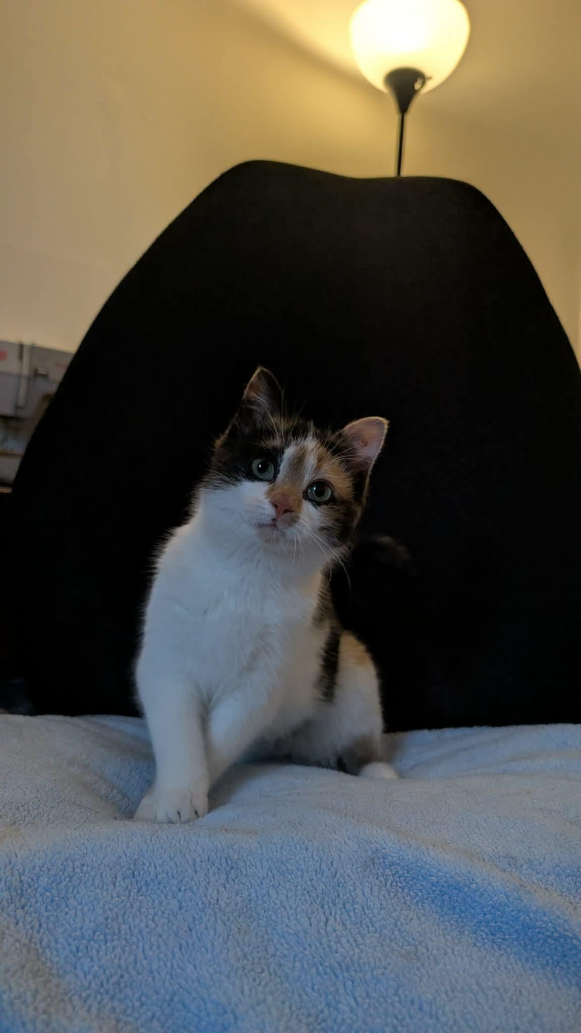 Enlarge Hope, a ADOPTABLE Domestic Short Hair in Cornwall, ON image 4/6