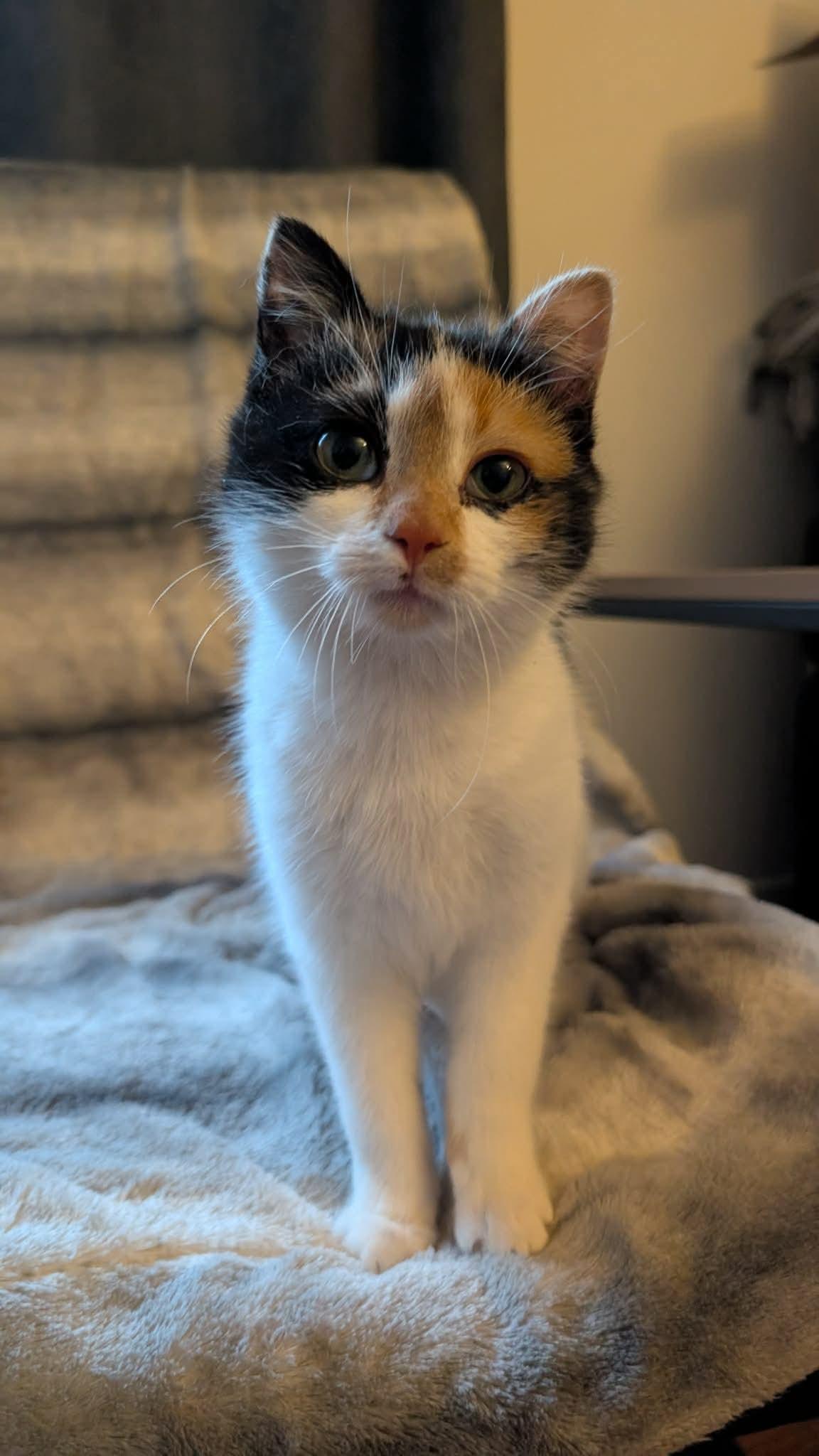 Enlarge Hope, a ADOPTABLE Domestic Short Hair in Cornwall, ON image 1/6