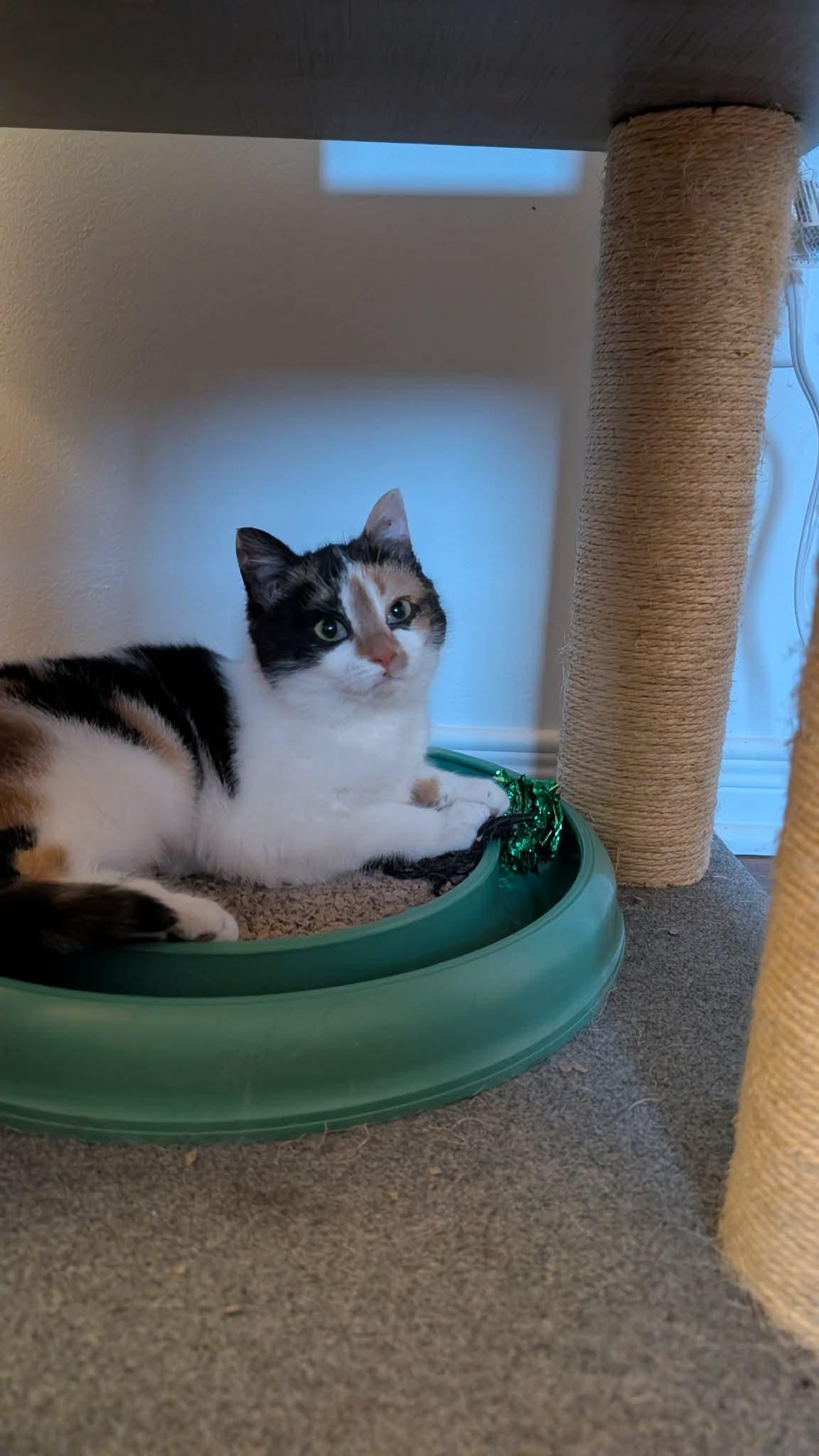 Enlarge Hope, a ADOPTABLE Domestic Short Hair in Cornwall, ON image 2/6