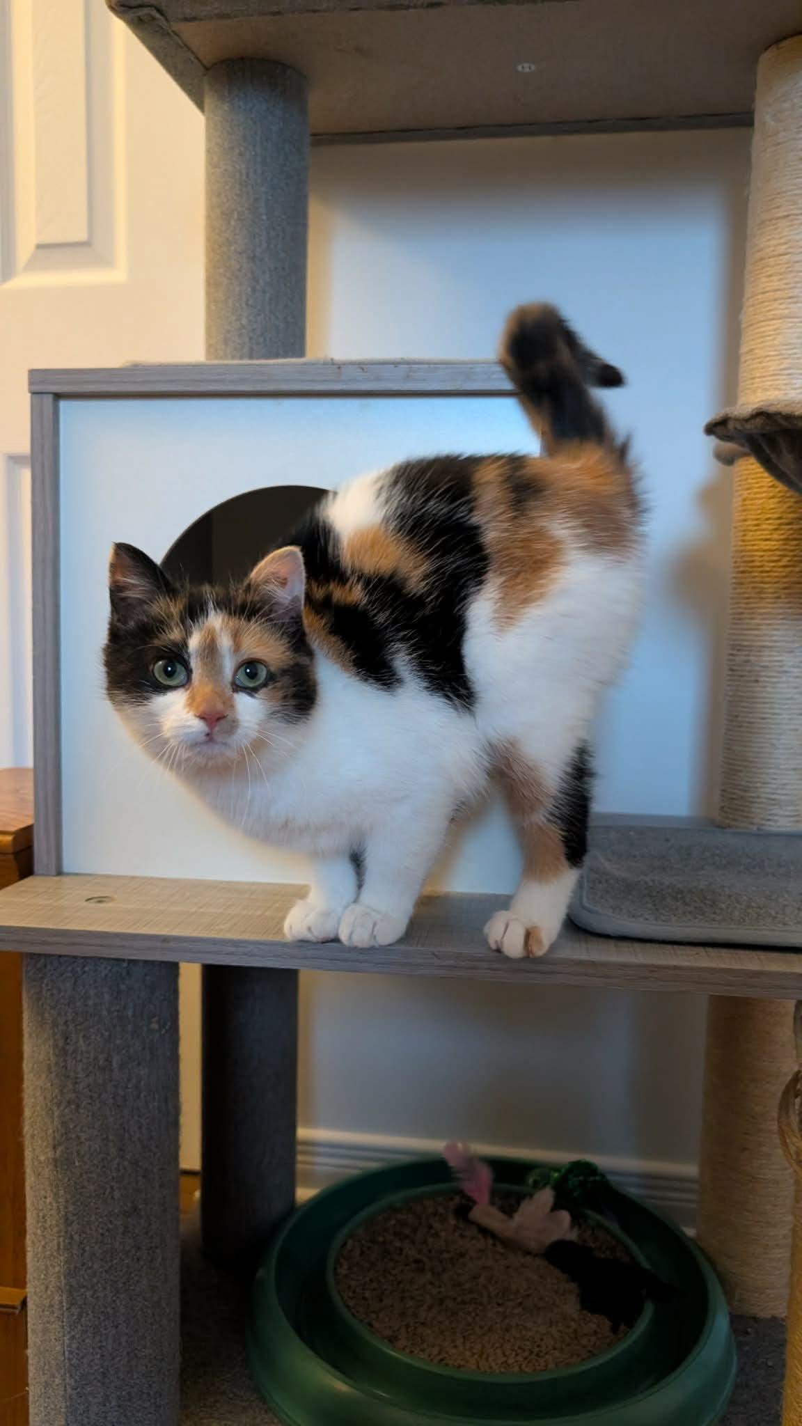 Enlarge Hope, a ADOPTABLE Domestic Short Hair in Cornwall, ON image 3/6