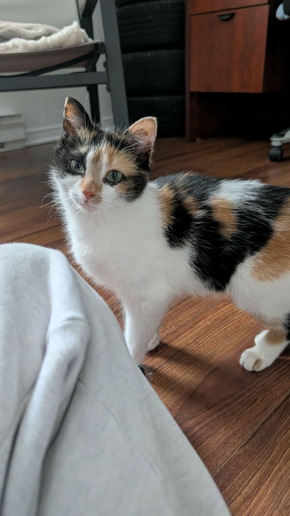 Enlarge Hope, a ADOPTABLE Domestic Short Hair in Cornwall, ON image 6/6