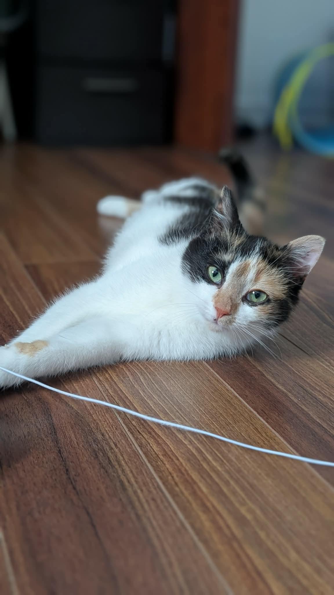 Enlarge Hope, a ADOPTABLE Domestic Short Hair in Cornwall, ON image 5/6