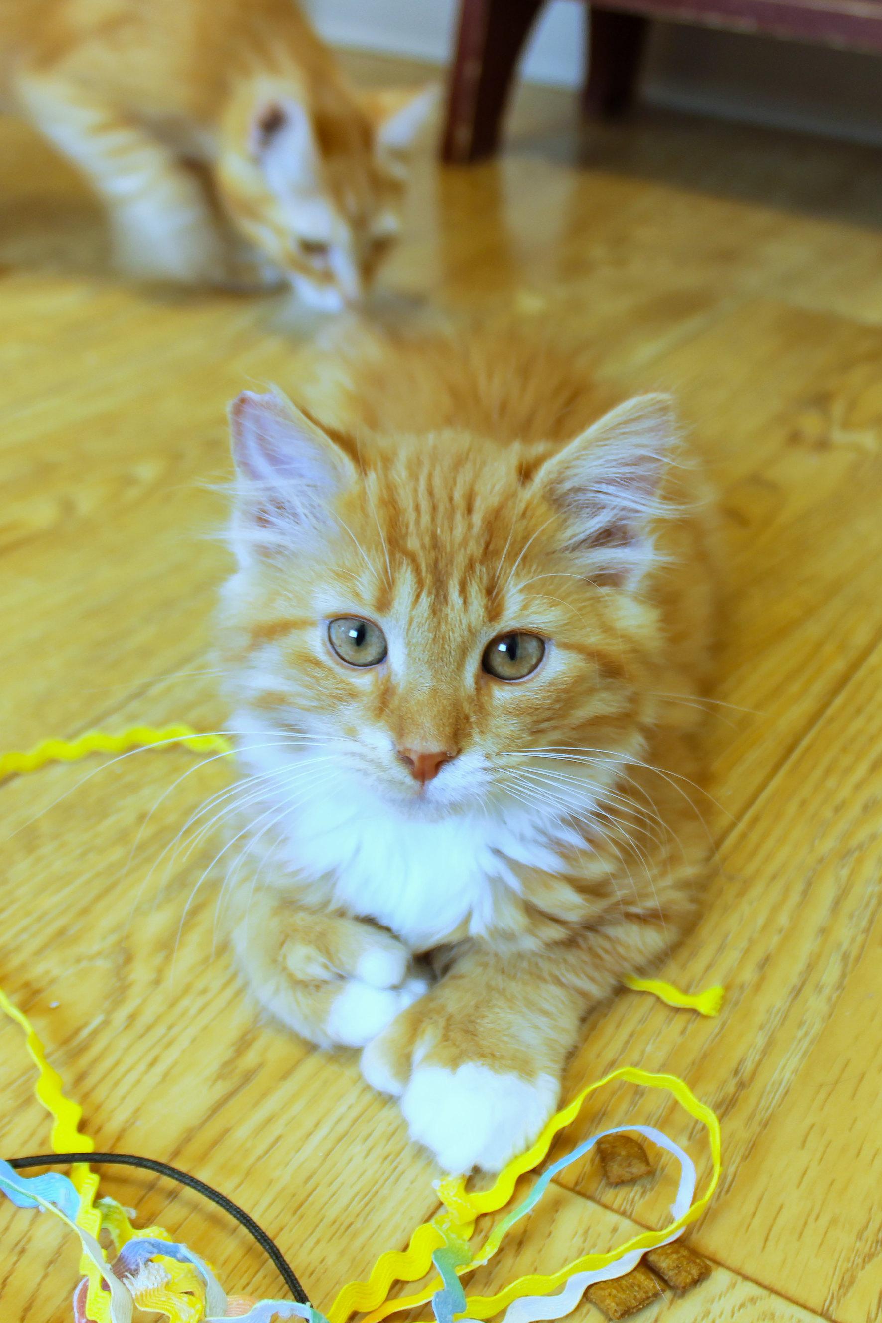Hemingway (polydactyl), an adopted Domestic Long Hair in Urbana, OH image 3/6