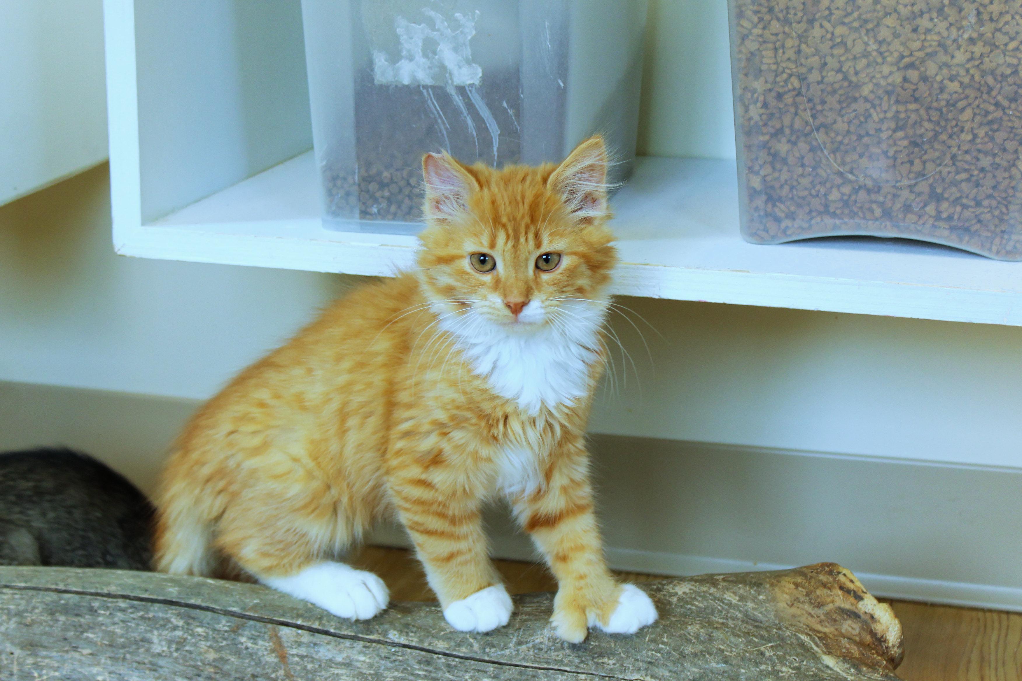 Hemingway (polydactyl), an adopted Domestic Long Hair in Urbana, OH image 2/6