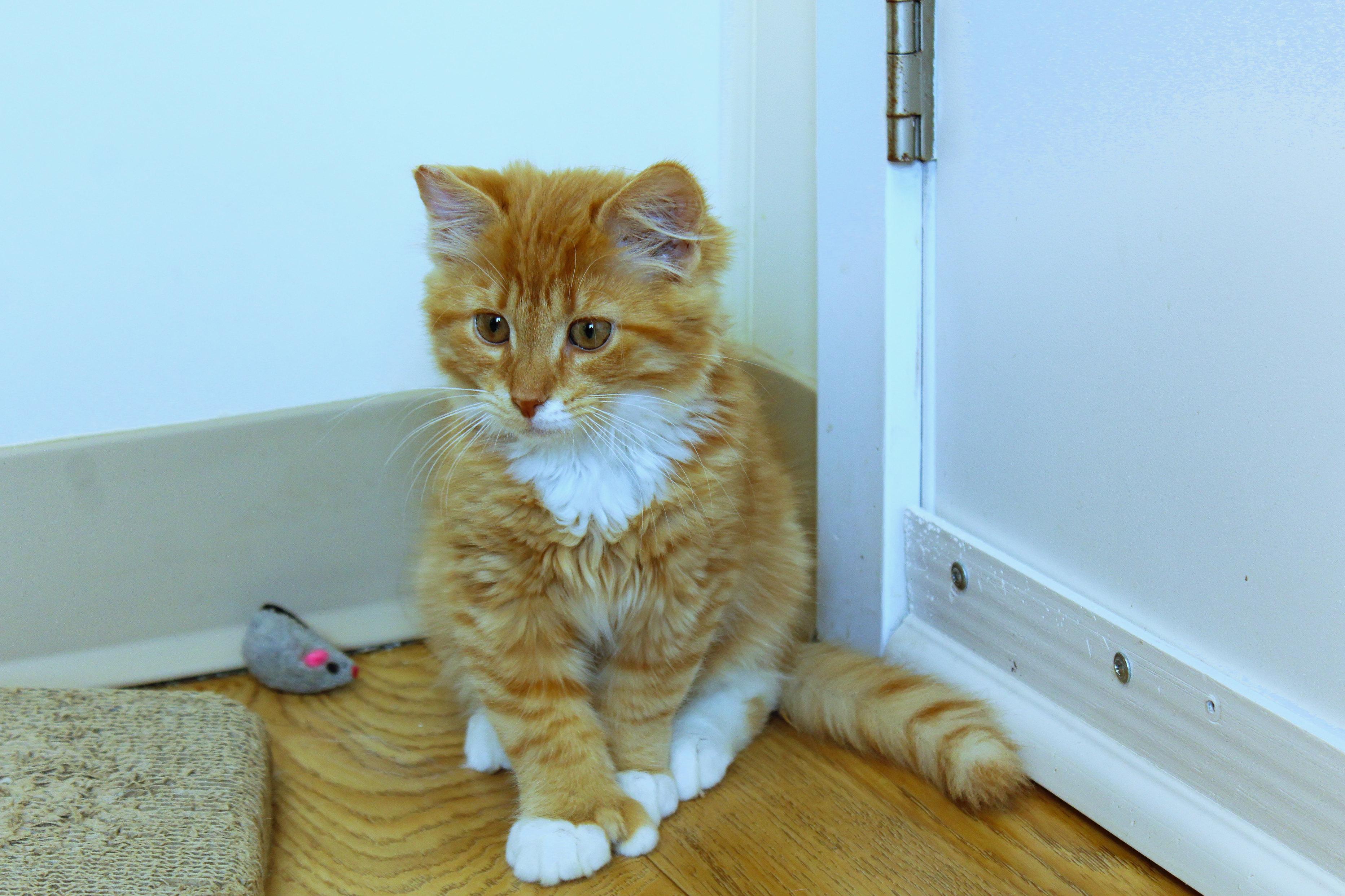 Hemingway (polydactyl), an adopted Domestic Long Hair in Urbana, OH image 5/6