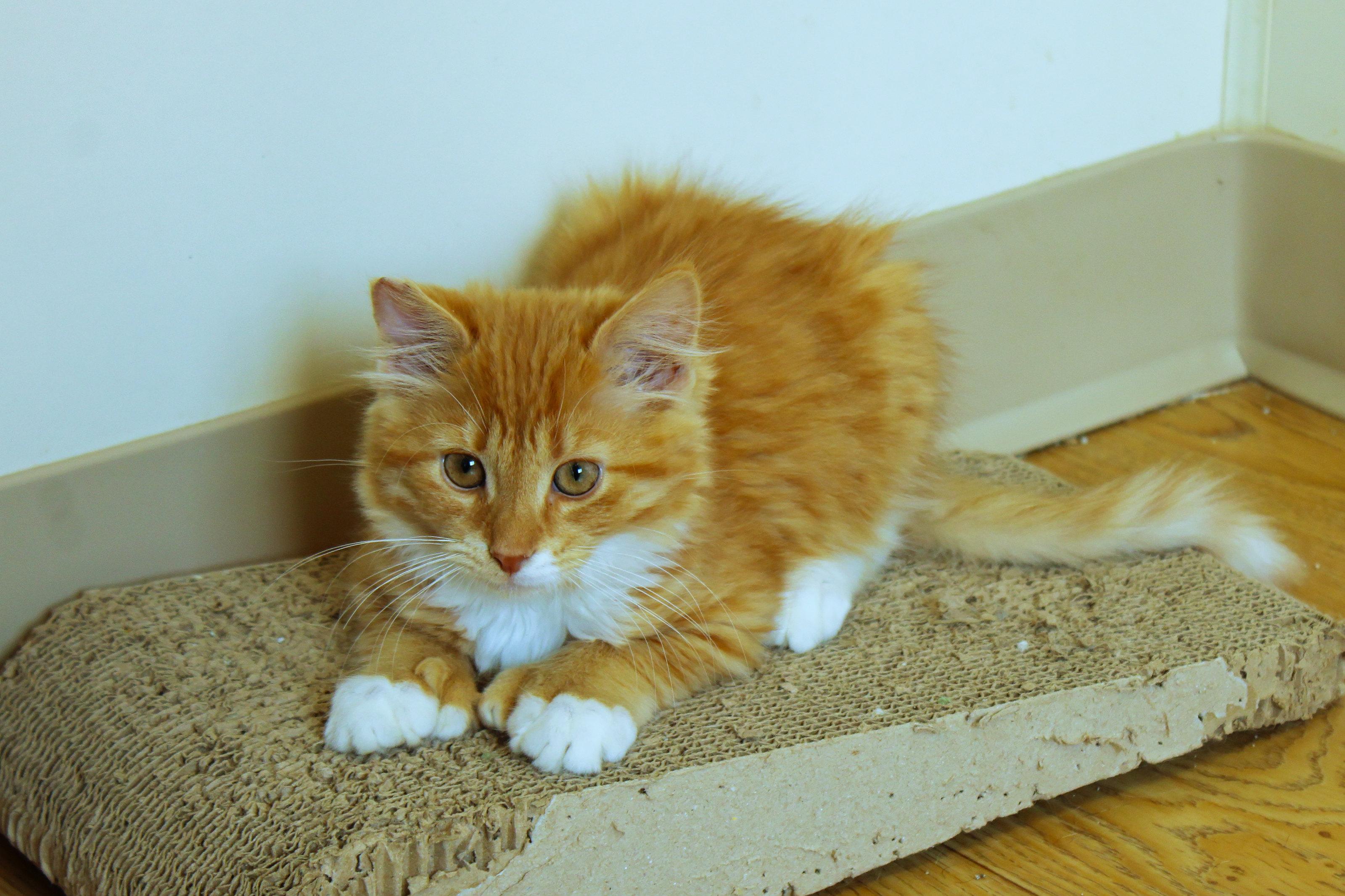 Hemingway (polydactyl), an adopted Domestic Long Hair in Urbana, OH image 6/6