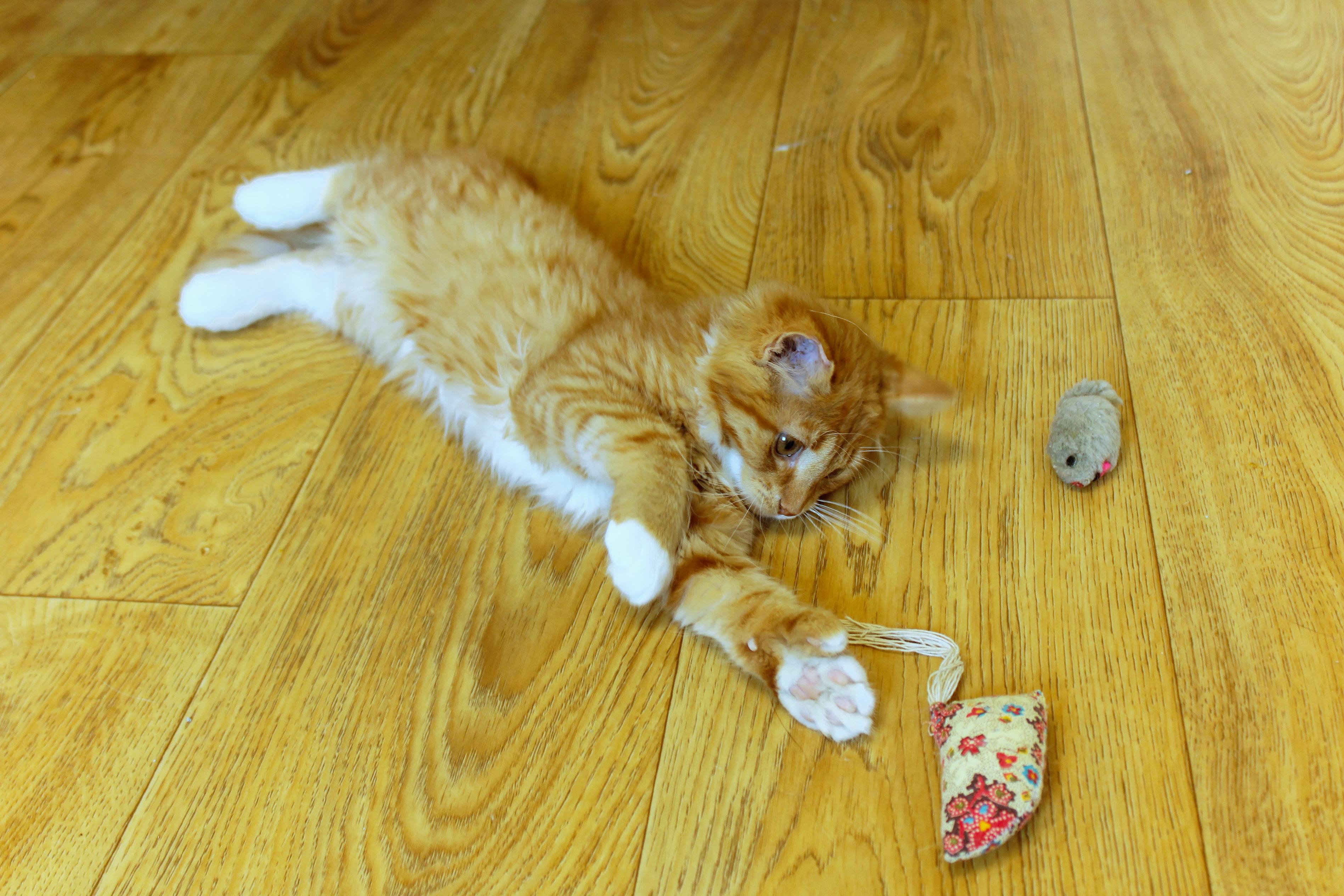Hemingway (polydactyl), an adopted Domestic Long Hair in Urbana, OH image 4/6