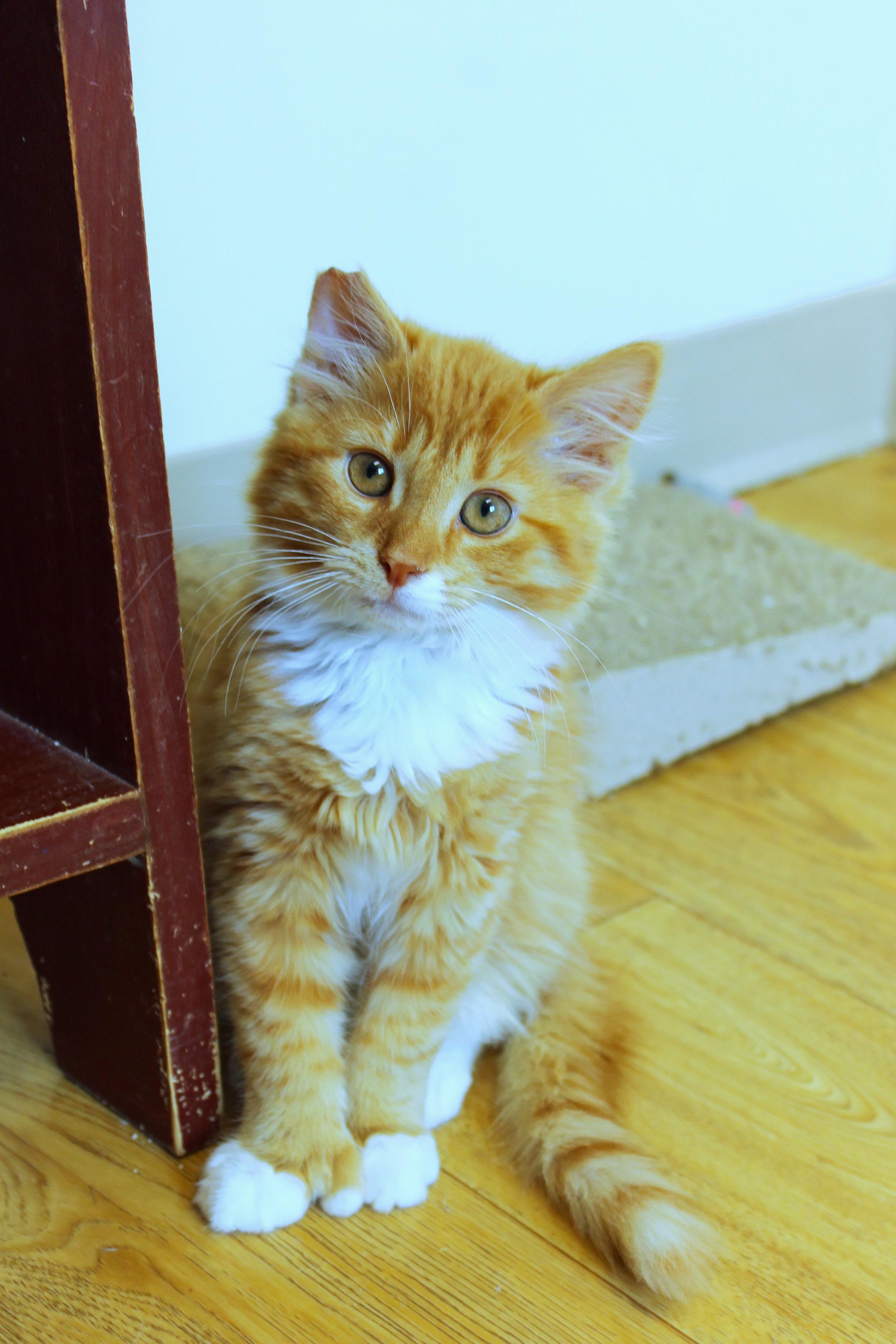 Hemingway (polydactyl), adopted, Kitten Male Domestic Long Hair.