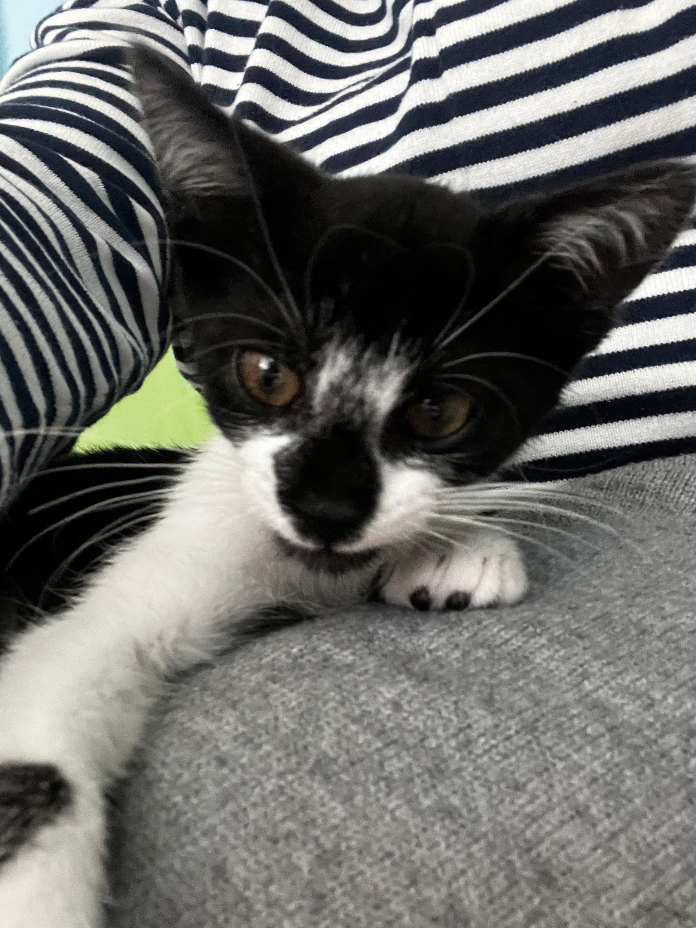 Celeste (FCID# 10/16/2025 - 55 Middletown PS) KC