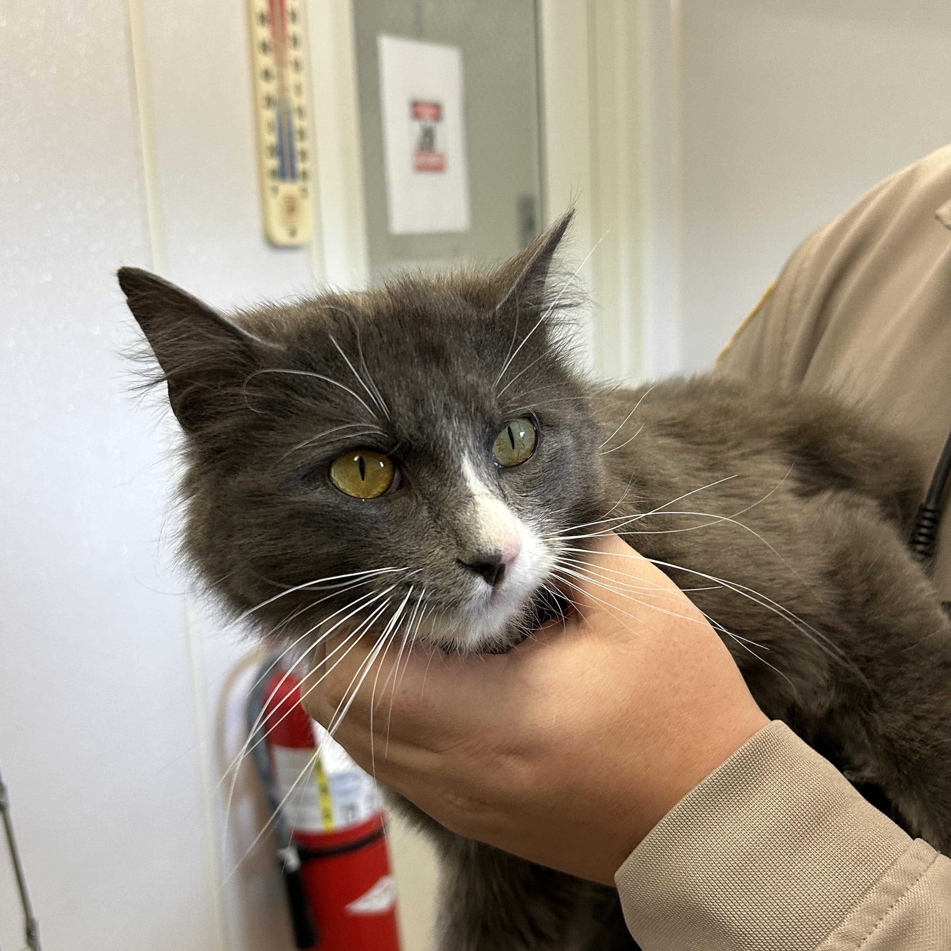 Enlarge Luna, a ADOPTABLE Domestic Long Hair in Charles City, VA image 1/4